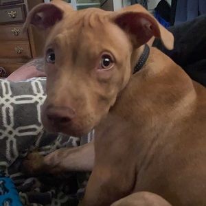 Meet your Posher, Bobette